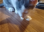 Alex - Domestic Kitten For Adoption - NJ, US