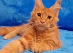 Yakov - Maine Coon Kitten For Sale - Houston, TX, US