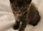 Billy - Domestic Kitten For Sale - Lula, GA, US