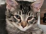 Rosie - Domestic Kitten For Adoption - West Columbia, SC, US