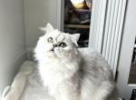 Jam - Scottish Straight Cat For Sale/Service - 