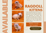 Ragdoll July Litter RTG September - Ragdoll Kitten For Sale - Copperas Cove, TX, US