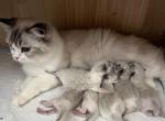 Ragdoll Litter - Ragdoll Kitten For Sale - 