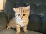 Cheetah - British Shorthair Kitten For Sale - Scottsdale, AZ, US