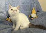 Shimmer - Exotic Kitten For Sale - Henderson, CO, US