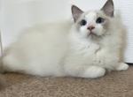 Handsome - Ragdoll Kitten For Sale - Los Angeles, CA, US