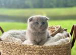 Kittyville Cattery - British Shorthair Kitten For Sale - Jacksonville Beach, FL, US