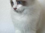 Handsome boy - Ragdoll Kitten For Sale - 