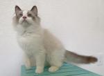 Handsome boy - Ragdoll Kitten For Sale - 