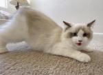 Pretty - Ragdoll Kitten For Sale - 