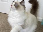 Preety puppy - Ragdoll Kitten For Sale - Los Angeles, CA, US