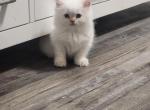 Boo - Himalayan Kitten For Sale - Crawfordsville, IN, US