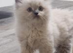 Princess - Himalayan Kitten For Sale - Crawfordsville, IN, US