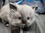 Smokey - Himalayan Kitten For Sale - Crawfordsville, IN, US