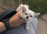 Bonbon - Domestic Kitten For Adoption - Ontario, CA, US