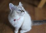 Raya mitted seal lynx - Ragdoll Kitten For Sale - 