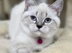 Ultra - British Shorthair Kitten For Sale - Vancouver, WA, US