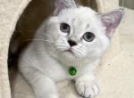 Umcka - British Shorthair Kitten For Sale - Vancouver, WA, US