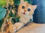 salina - British Shorthair Kitten For Sale - 