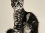 SILVER - Maine Coon Kitten For Sale - Staten Island, NY, US