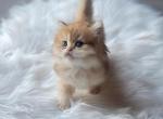 Simba and nala - British Shorthair Kitten For Sale - Anaheim, CA, US