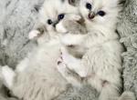 Ragdoll Designer Crossbreed Purrdoll Kittens - Persian Kitten For Sale - 