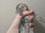 British shorthair tabby - British Shorthair Kitten For Sale - Beaverton, OR, US