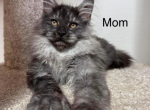 Maine Coon - Maine Coon Kitten For Sale - Port Charlotte, FL, US