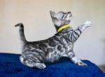 Ares - Bengal Kitten For Sale - Miami, FL, US