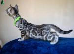 Azor - Bengal Kitten For Sale - Miami, FL, US