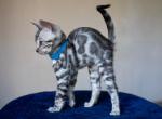 Amulet - Bengal Kitten For Sale - Miami, FL, US