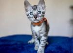 Boss - Bengal Kitten For Sale - Miami, FL, US