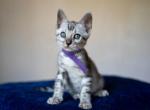 Barbie - Bengal Kitten For Sale - Miami, FL, US