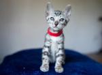 Bout - Bengal Kitten For Sale - Miami, FL, US