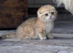 Elizabeth - Munchkin Kitten For Sale - Norwalk, CT, US