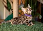 Caramel - Bengal Kitten For Sale - Miami, FL, US