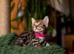 Cher - Bengal Kitten For Sale - Miami, FL, US