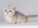 Jarvis - Munchkin Kitten For Sale - Norwalk, CT, US