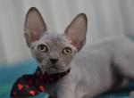 Irene - Sphynx Kitten For Sale - 