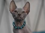 Ian - Sphynx Kitten For Sale - Norwalk, CT, US