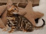 Chris - Bengal Kitten For Sale - Norwalk, CT, US