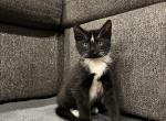 Mila - Domestic Kitten For Sale - West Springfield, MA, US