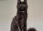 Kelvin - Maine Coon Kitten For Sale - Hollywood, FL, US