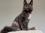 Kaitlin - Maine Coon Kitten For Sale - Hollywood, FL, US