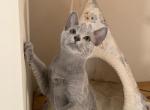 Vader - Russian Blue Kitten For Sale - Hollywood, FL, US