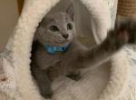 Vini - Russian Blue Kitten For Sale - Hollywood, FL, US