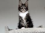 Edgar - Maine Coon Kitten For Sale - 