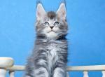 Sherlock Polydactyl normal paws - Maine Coon Kitten For Sale - Miami, FL, US