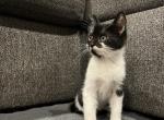 Jack - Domestic Kitten For Sale - West Springfield, MA, US