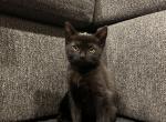 Sal - Domestic Kitten For Sale - 